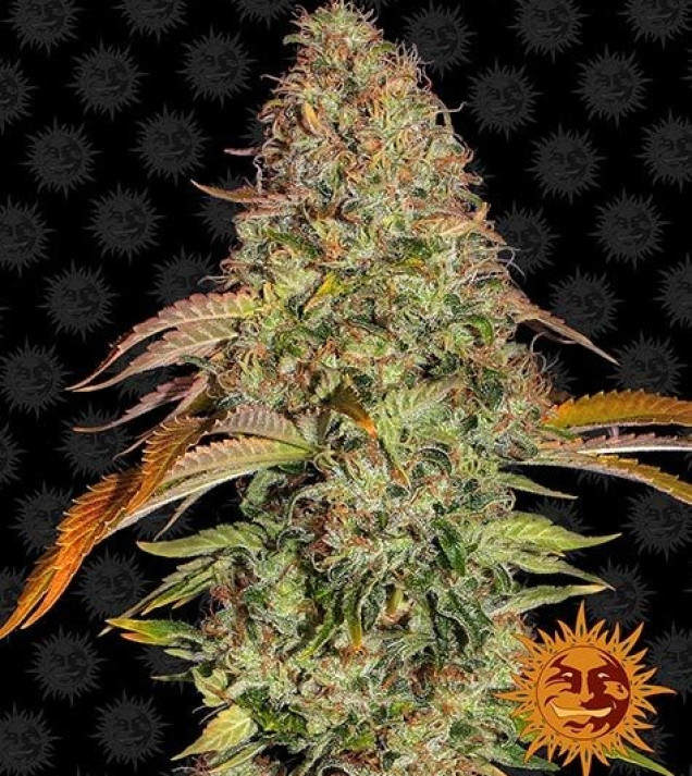 Zkittlez OG Auto REBAJAS