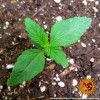 Zkittlez OG Auto REBAJAS