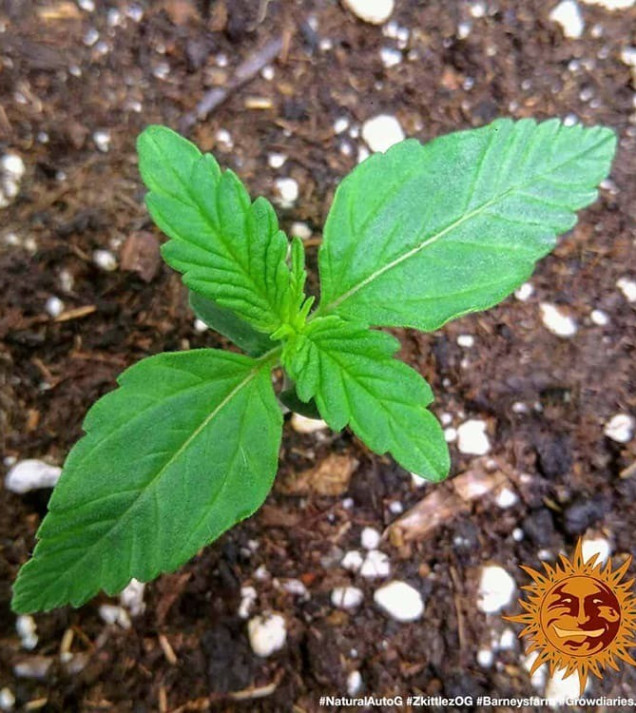 Zkittlez OG Auto REBAJAS