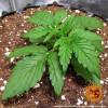 Zkittlez OG Auto REBAJAS