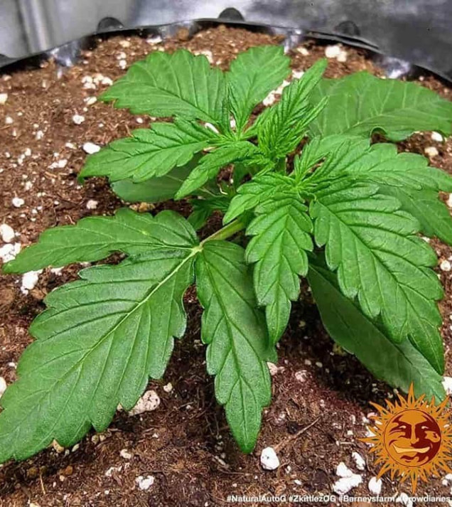 Zkittlez OG Auto REBAJAS