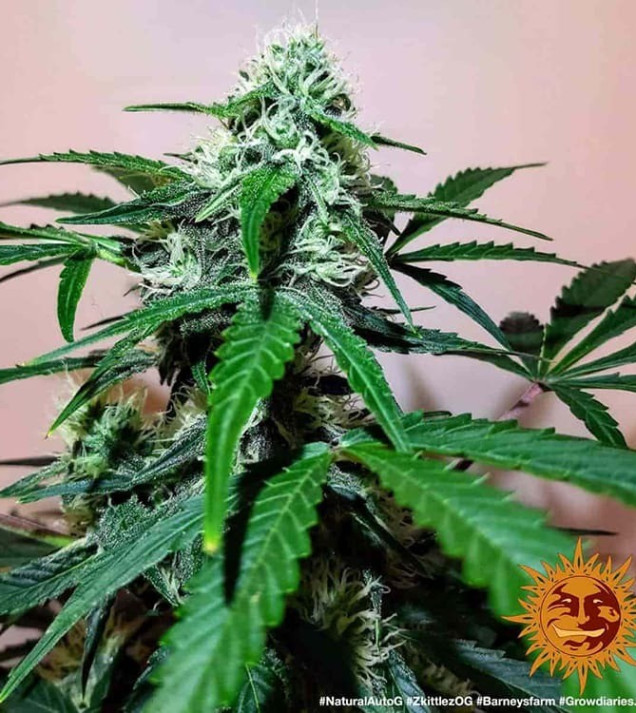 Zkittlez OG Auto REBAJAS