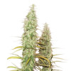 Santa Marta Haze Auto REBAJAS