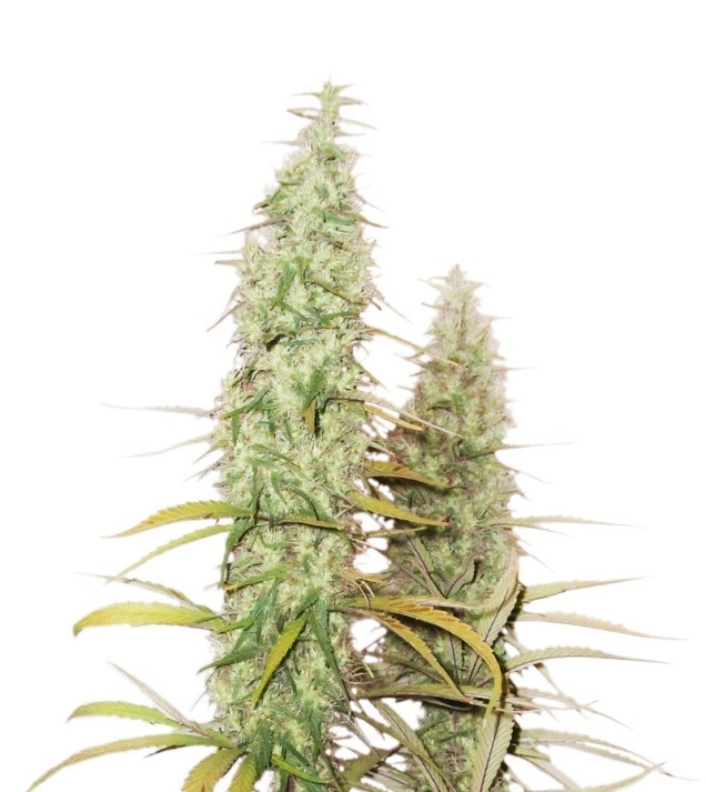 Santa Marta Haze Auto REBAJAS