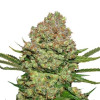 White Widow Auto REBAJAS