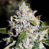 Auto Mazar Skunk REBAJAS