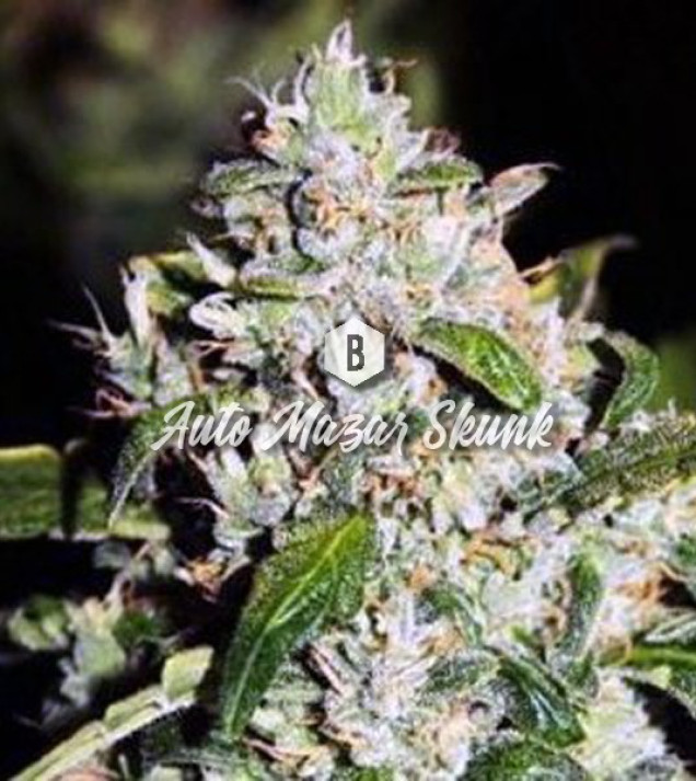 Auto Mazar Skunk REBAJAS