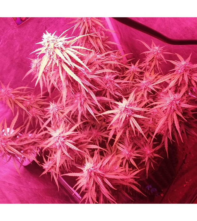 Auto Mazar Skunk REBAJAS