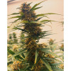 Auto Mazar Skunk REBAJAS