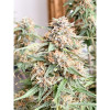 Auto Mazar Skunk REBAJAS