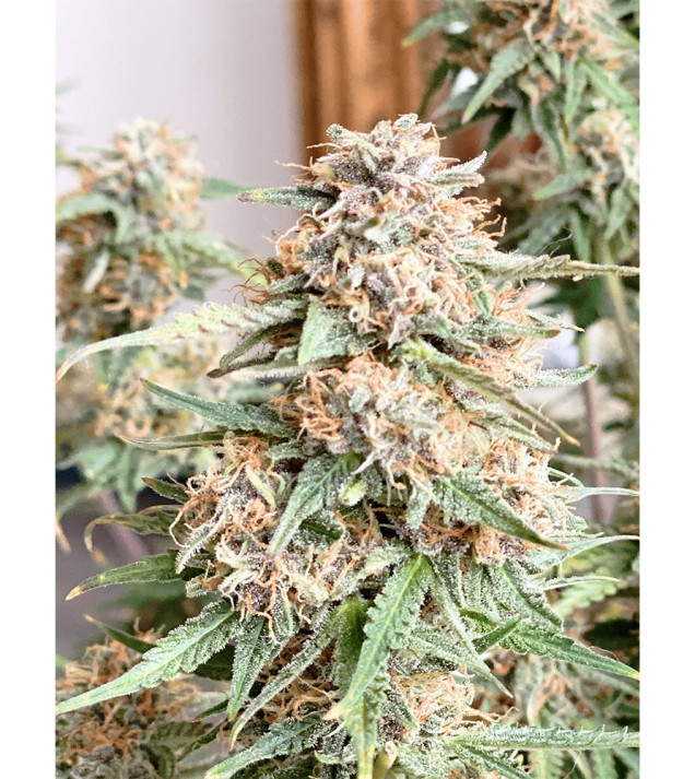 Auto Mazar Skunk REBAJAS