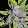 Auto Cheese XL REBAJAS