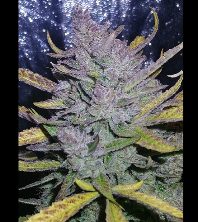 Auto Cheese XL REBAJAS