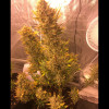 Auto Cheese XL REBAJAS