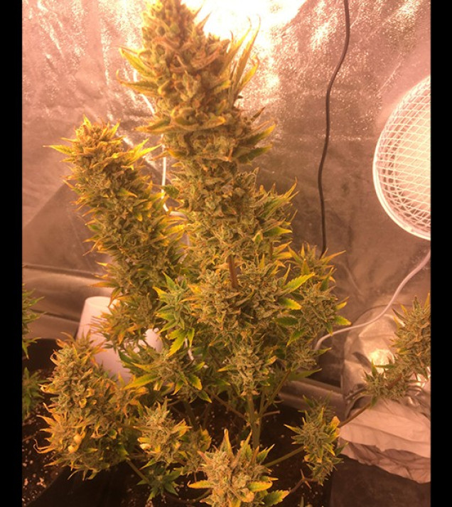 Auto Cheese XL REBAJAS
