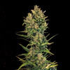 Auto Cheese XL REBAJAS