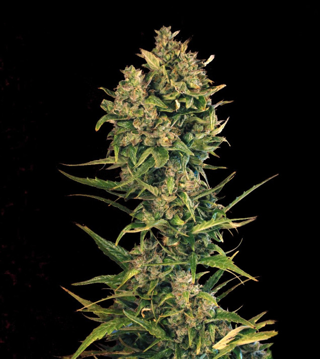 Auto Cheese XL REBAJAS