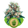 Royal Creamatic REBAJAS
