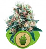 Royal Creamatic REBAJAS