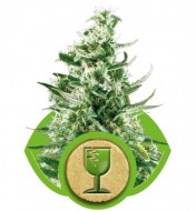 Royal Critical Automatic REBAJAS