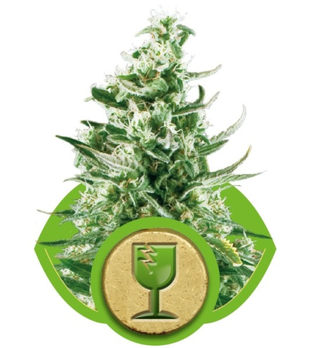 Royal Critical Automatic REBAJAS