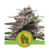 Royal Gorilla Automatic REBAJAS