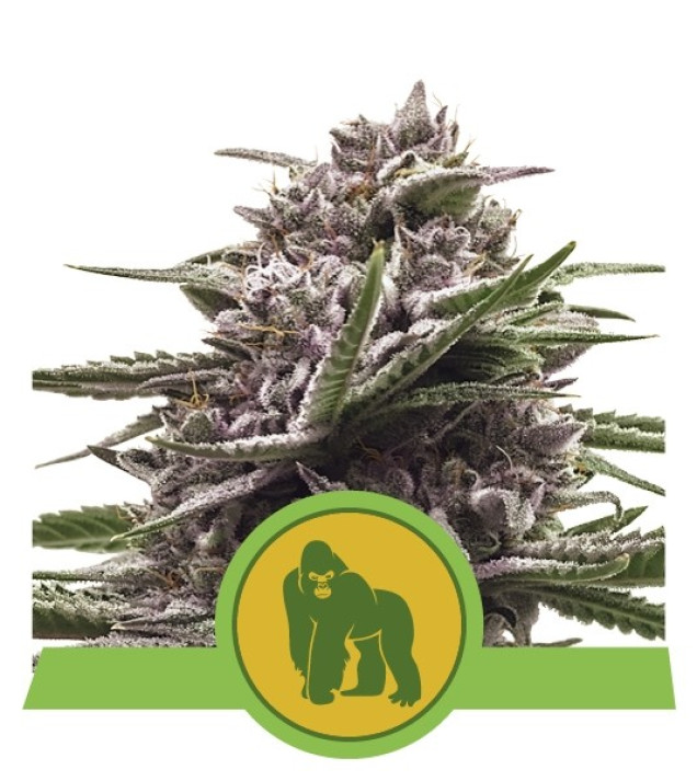 Royal Gorilla Automatic REBAJAS