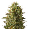 Amnesia Original REBAJAS