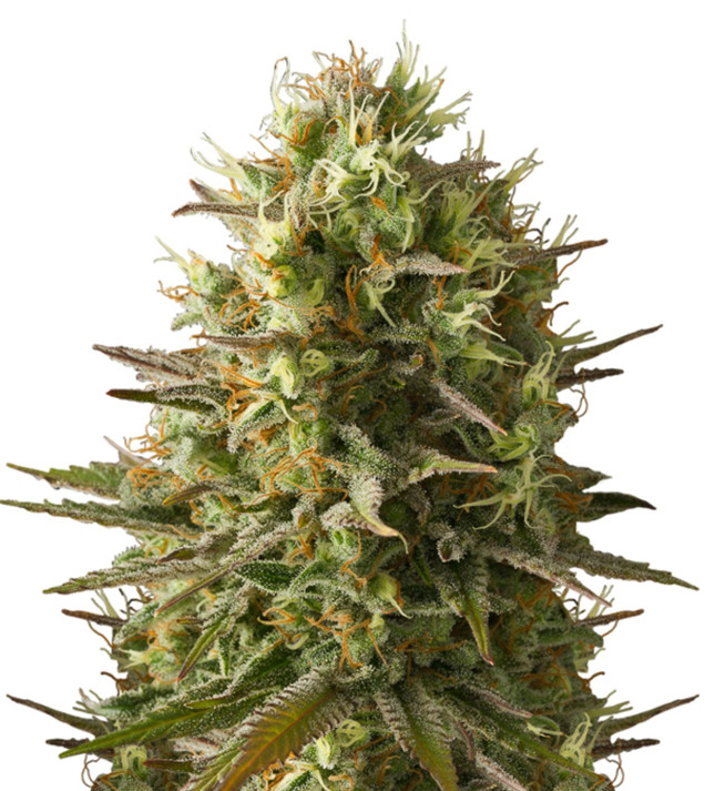 Amnesia Original REBAJAS