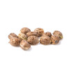 Hash Plant REBAJAS