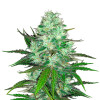 Hash Plant REBAJAS