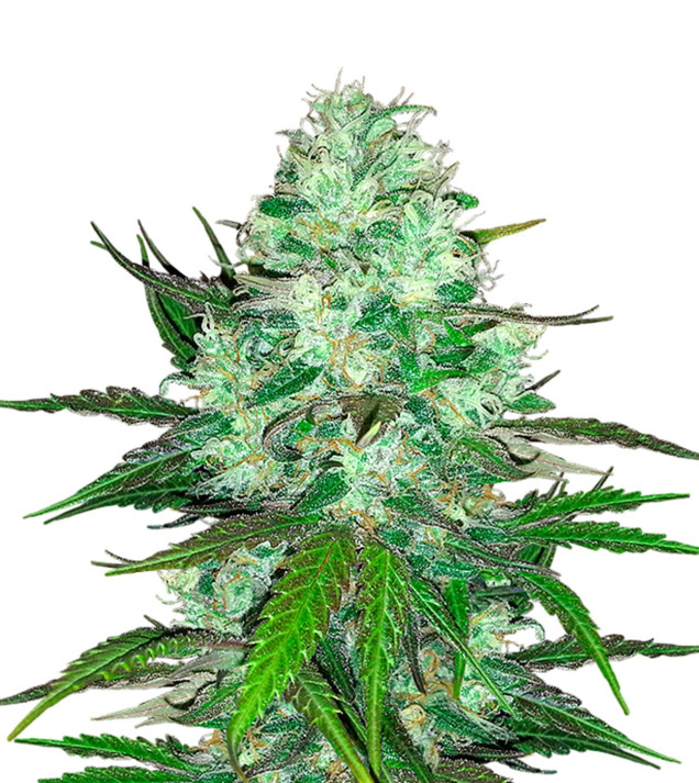 Hash Plant REBAJAS
