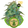 Royal Haze Automatic REBAJAS