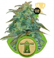 Royal Haze Automatic REBAJAS