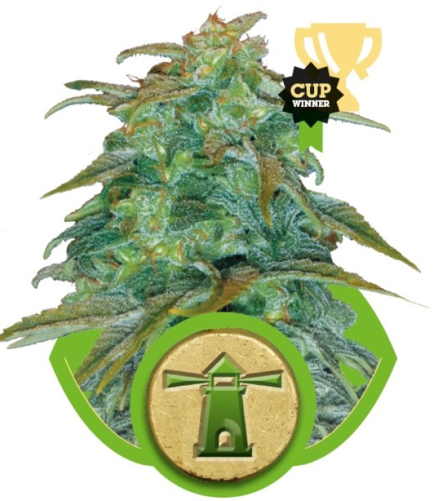 Royal Haze Automatic REBAJAS