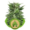 Royal Kush Automatic REBAJAS