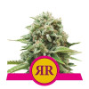 Royal Runtz REBAJAS