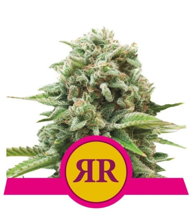 Royal Runtz REBAJAS