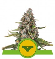 Sherbet Queen Automatic REBAJAS