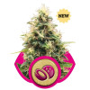 Somango XL REBAJAS