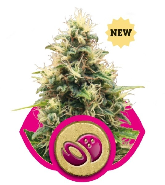 Somango XL REBAJAS