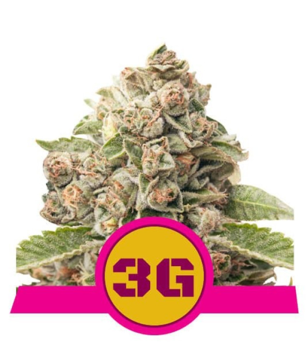 Triple G REBAJAS