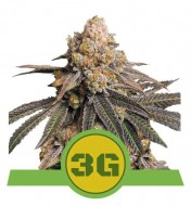 Triple G Auto REBAJAS