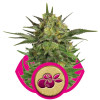Haze Berry REBAJAS