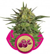 Haze Berry REBAJAS