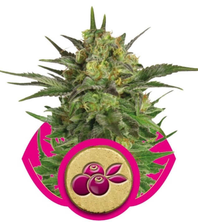 Haze Berry REBAJAS