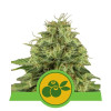 Haze Berry Auto REBAJAS