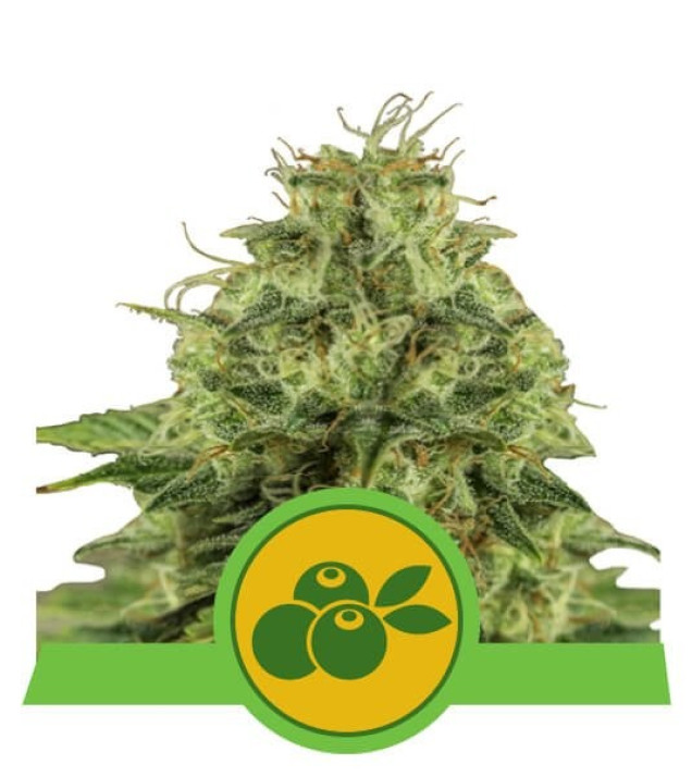 Haze Berry Auto REBAJAS