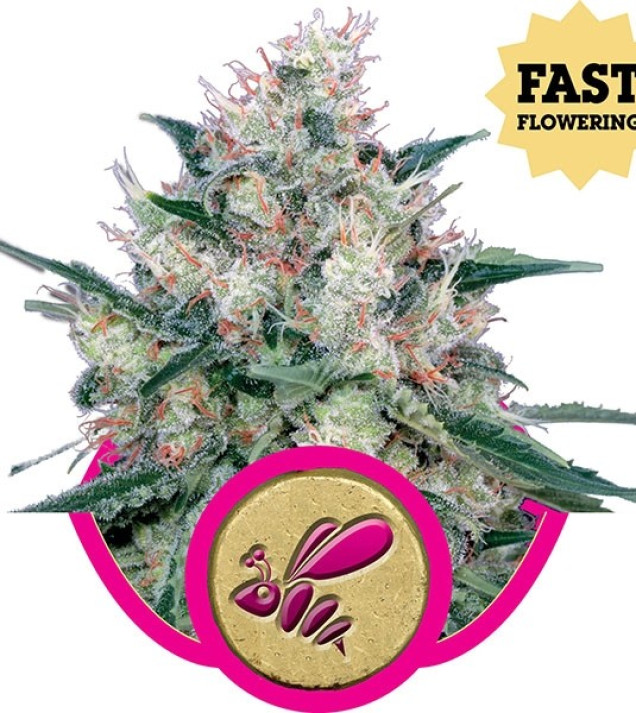 Honey Cream Fast Flowering REBAJAS