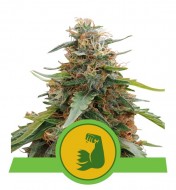 Hulkberry Auto REBAJAS